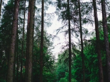 Przyjęcia weselne (74)